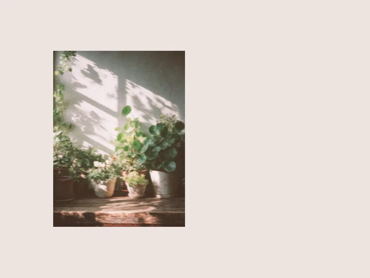 Sunlit green garden plants arranged in ceramic pots on a wooden table, creating a fresh spring atmosphere that complements St. Patrick’s Day accessories and nature-inspired home styling.